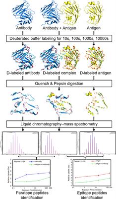 Computational Structure Prediction for Antibody-Antigen Complexes From Hydrogen-Deuterium Exchange Mass Spectrometry: Challenges and Outlook